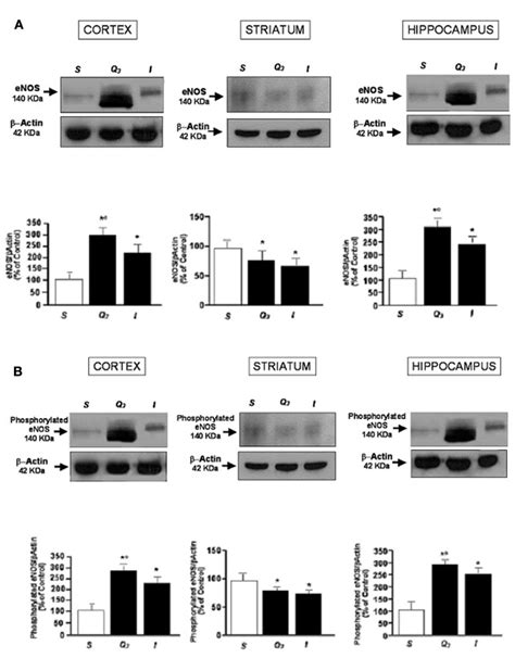 Western Blotting Of Enos Expression A And Phosphorylated Enos Download Scientific Diagram