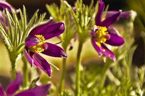 North Dakota State Flower Facts Best Flower Site