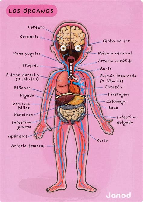 Album Archive Organos Del Cuerpo Humano Cuerpo Humano Para Ni Os