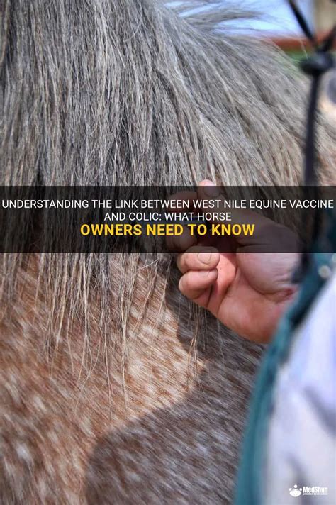 Understanding The Link Between West Nile Equine Vaccine And Colic: What ...