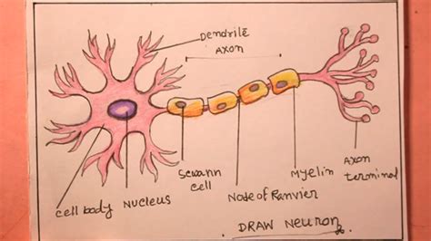 Draw Diagram Of Neuron