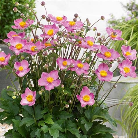 Anemone Japonica Fantasy Cinderella Japanese Anemone Windflower