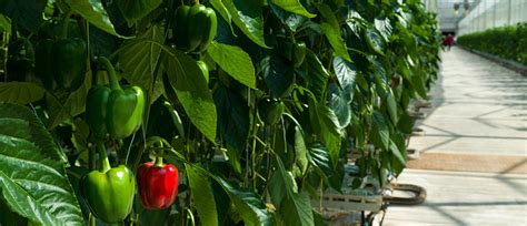 Capsicum Internal Rot New Project And Call For Samples Ausveg