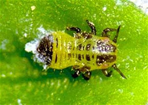 Landscape: Boxwood Psyllid | UMass Center for Agriculture, Food and the ...