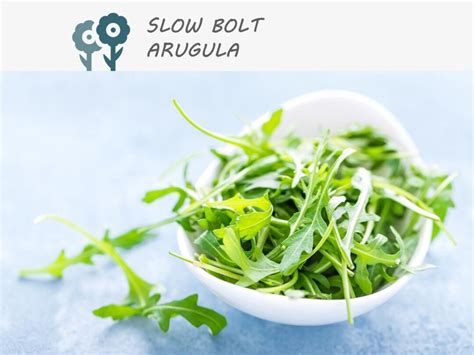 Slow Bolt Arugula 500 Seeds Rocket Vegetable Seeds Non Gmo Heirloom