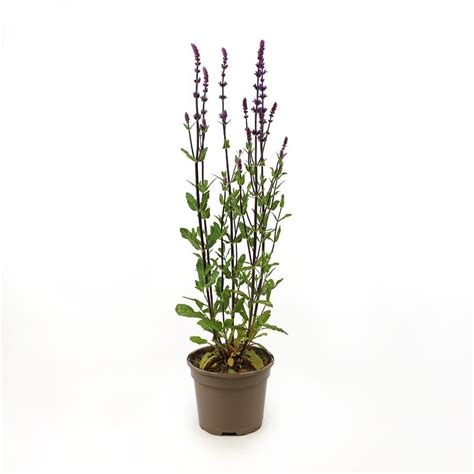 Salvia Caradonna 2 Litres Perennials Tates