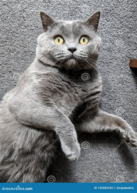 British Shorthair stock photo. Image of shorthair, surprise - 154285244