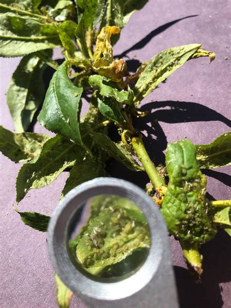 Managing Aphid Outbreaks on Fruit Trees (and Other Plants)