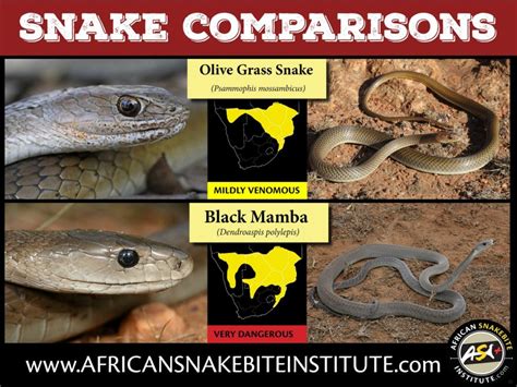 Snake Comparison Olive Grass Snake Vs Black Mamba African Snakebite