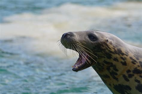 Neue Ausstellung In Der Seehundstation Friedrichskoog