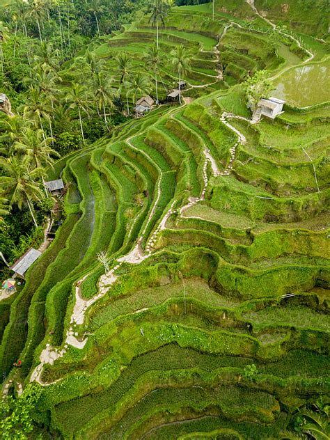 Aerial View Of Rice Terraces In Tegallalang Bali Indonesia By