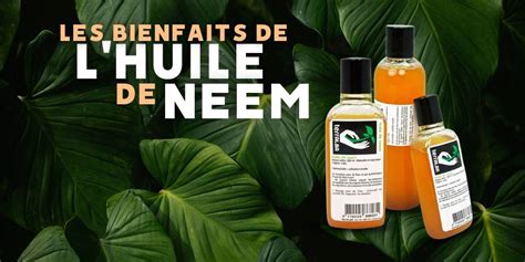 Lhuile De Neem Et Ses Bienfaits Les Jardiniers Modernes