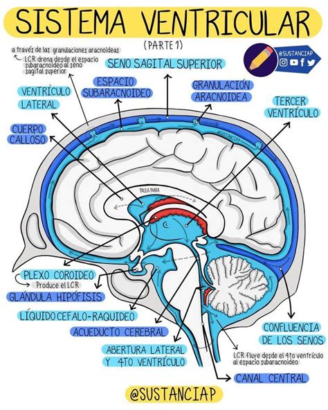 Sistema Ventricular Pt 1 Medicina Anatomía Médica Anatomía