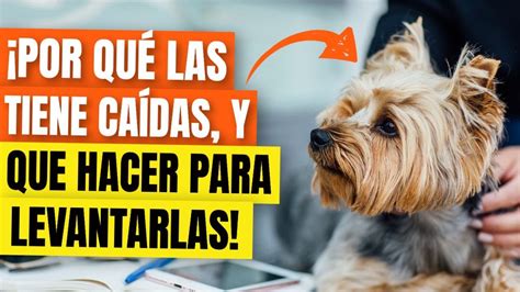 Qué Razas De Perros Tienen Las Orejas Caídas