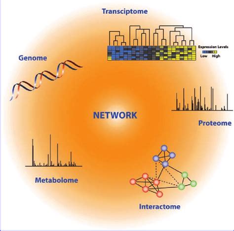 Schematic Overview Of Network Analysis Integration Of Information From