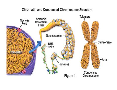 Step Biochemistry Flashcards Quizlet