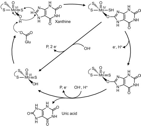 General Reaction Mechanism Of Xanthine Oxidoreductase With Xanthine As