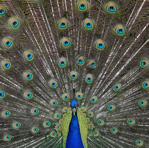 Peacock Bird Pictures