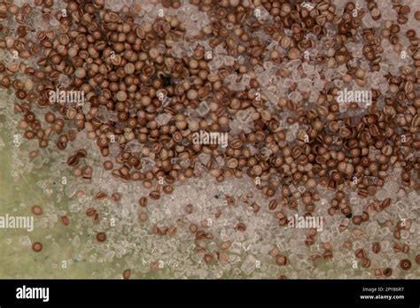 brine shrimp eggs  res stock photography  images alamy