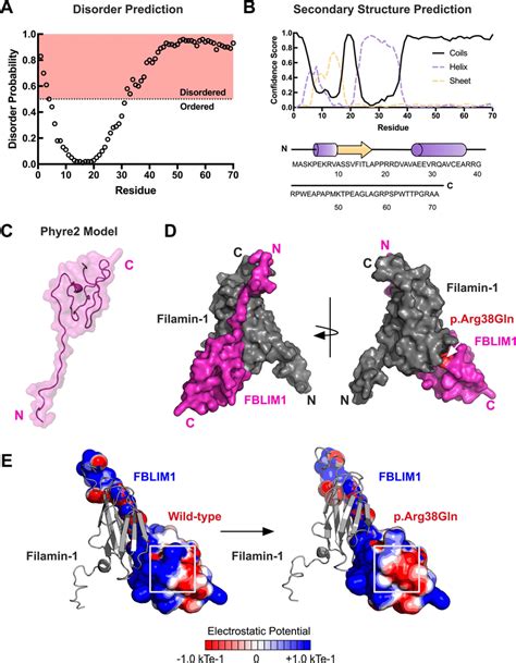 Structural Modeling Of Patient Mutation In FBLIM1 A Disorder