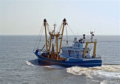 Wittling: Alle Infos zum beliebten Speisefisch