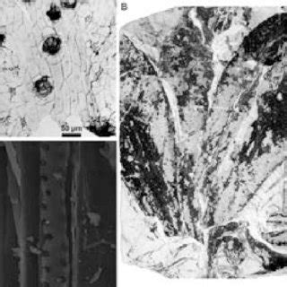 Plant Remains From The Tonstein Bed Of The Faxinal Coalfield A