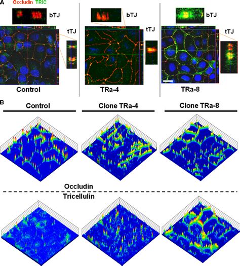 Localization Of Tricellulin And Occludin In Tra 4 And 8 Cells By Download Scientific Diagram