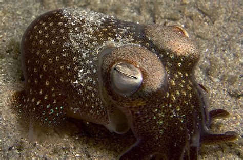 Southern Dumpling Squid Scientific Name Euprymna Tasmanic Flickr