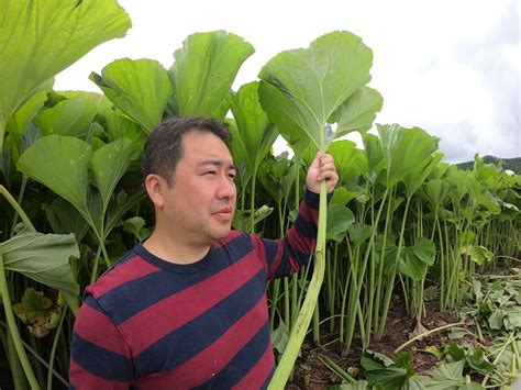 今年も来ましたフキの季節！音別ふき蕗団さんが今季初収穫です！ 釧路のビジネスを応援するk Biz（ケービズ）スタッフブログ