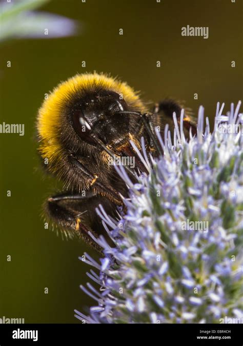 White Tailed Bumble Bee Bombus Lucorum Worker Foraging On Eryngium