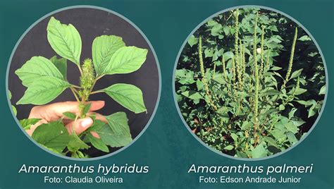 Saiba Mais Sobre Amaranthus