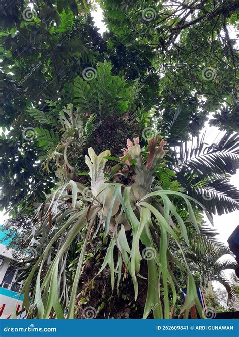 The Trees and Plants Symbiotic Mutualism that is Too Dense Stock Image