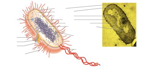 Prokaryote Structure Diagram Quizlet