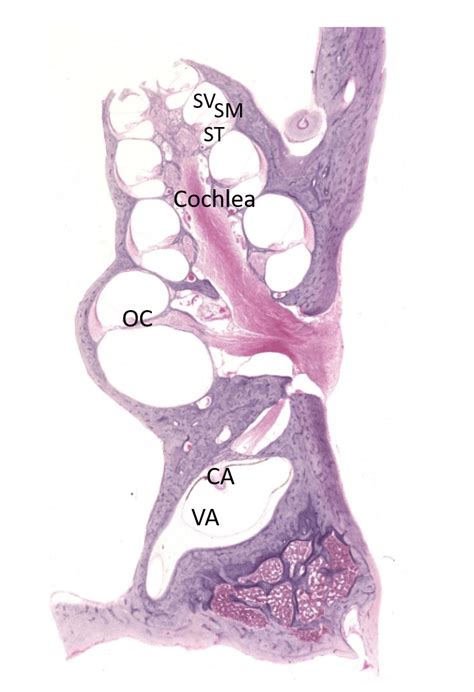 Auditory System – Histology Education