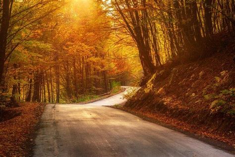 Linda Paisagem De Outono Ensolarada Estrada De Folhas Vermelhas