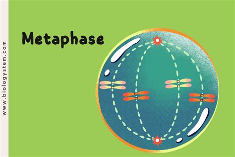 Understanding Mitosis and the Cell Cycle - Biologystem