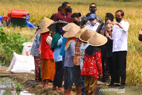 Presiden Jokowi Tinjau Proses Tanam Padi Di Kabupaten Malang Antara News