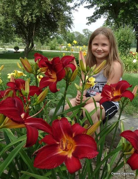 Red Volunteer Daylily Grows Everywhere Oakes Daylilies