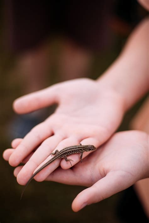 Lézard Reptile Mains Photo gratuite sur Pixabay Pixabay