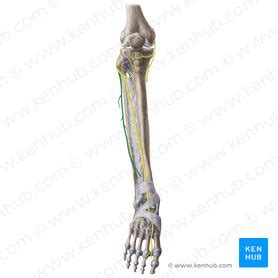 Common fibular (peroneal) nerve: origin, course, function | Kenhub