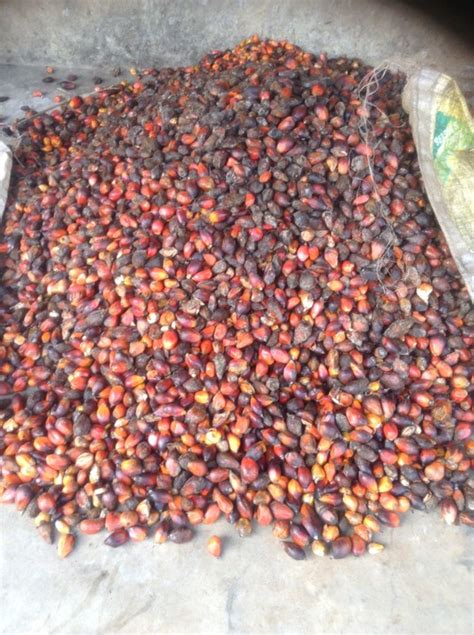 How To Produce Palm Oil In Nigeria - Business - Nigeria