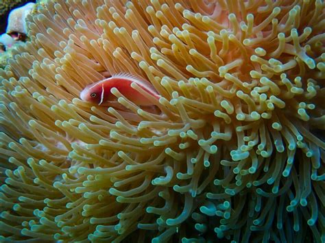 Sea Sponge: Interesting Facts with Pictures - Ocean Info