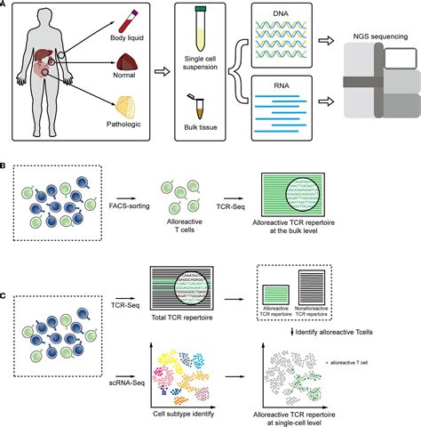 Frontiers Analysis Of T Cell Receptor Repertoire In Transplantation Fingerprint Of T Cell