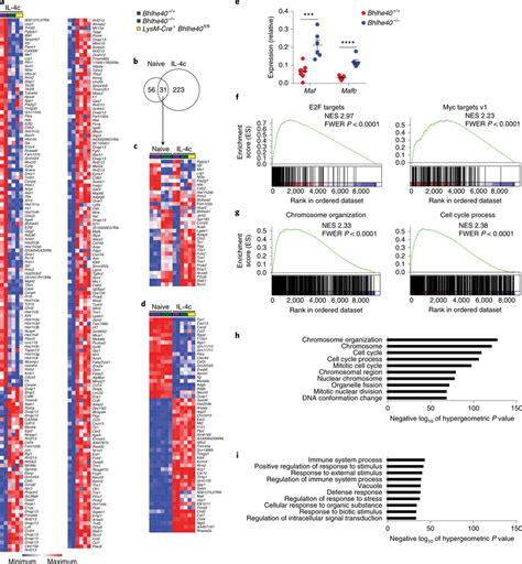 Bhlhe40 Regulates Gene Expression To Modulate Proliferation But Not