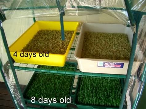 Hydroponics Fodder For Poultry Ecochicks Poultry Ltd