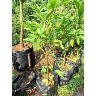 Jual Bibit Mangga Miyazaki 1 5 METER BERCABANG Dan BATANG BESAR