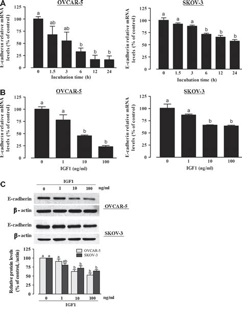 Figure 1 From The Pi3k Akt Mtor Signaling Pathway Mediates Insulin Like