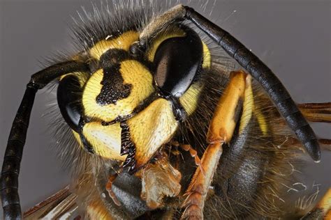 The Difference Between Bees Wasps And Hornets James River Pest Solutions