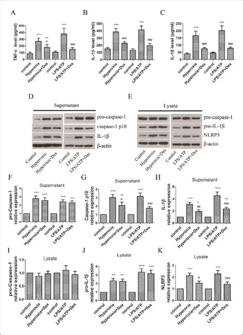 Effect Of Dex On NLRP3 Inflammasome Activation In RAW 264 7 Cells