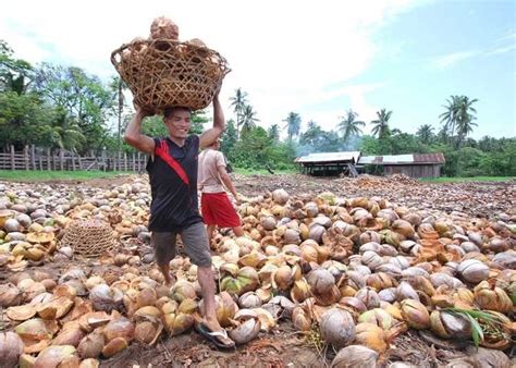 Marcos Jr Vows To Fund Coconut Export Program Philstar